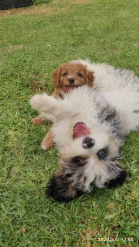 Sheba’s Gems Cavoodles Perth | Cavoodle Breeder Perth