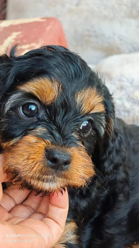 Sheba’s Gems Cavoodles Perth | Cavoodle Breeder Perth