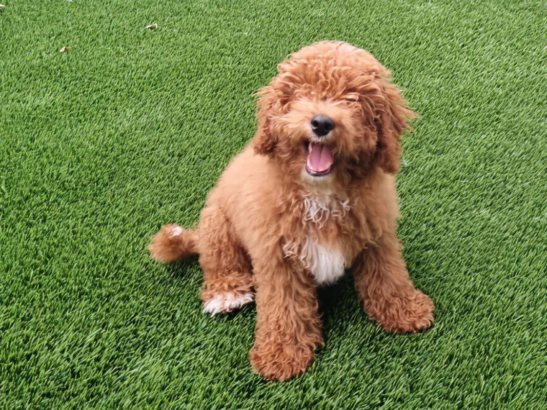 Sheba’s Gems Cavoodles Perth | Cavoodle Breeder Perth