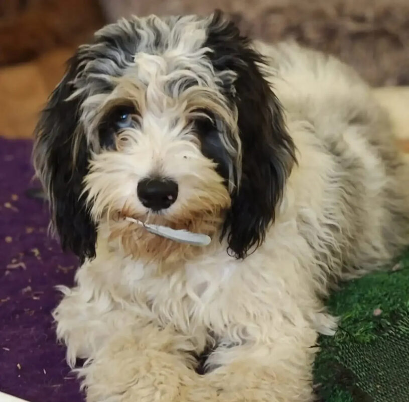 Sheba’s Gems Cavoodles Perth | Cavoodle Breeder Perth