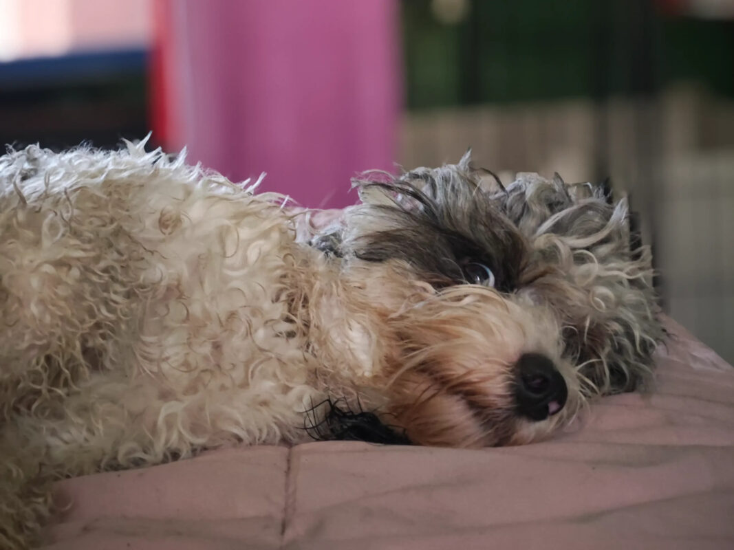 Sheba’s Gems Cavoodles Perth | Cavoodle Breeder Perth