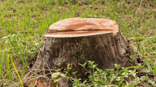 services-stump-grinding-experienced.jpg