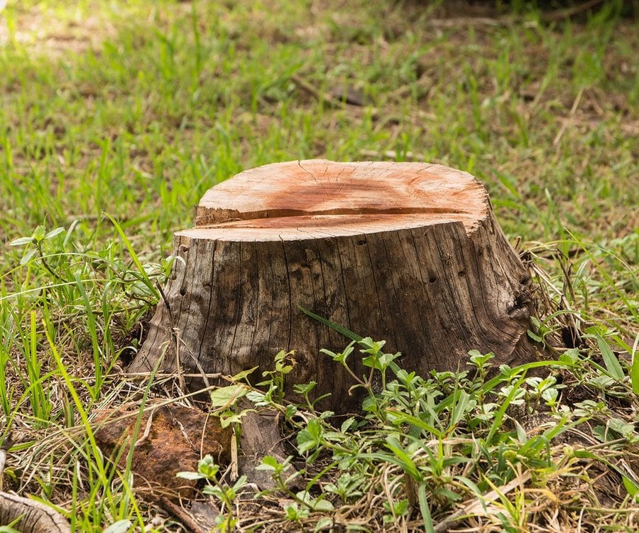 services-stump-grinding-experienced.jpg
